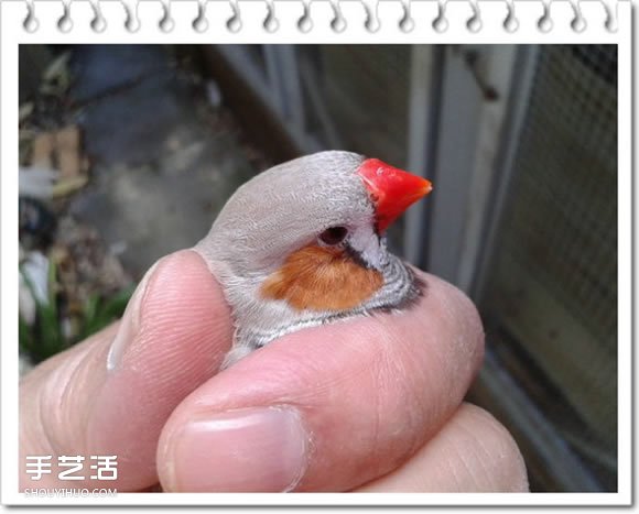 雞舍改造成鳥舍的方法 自制大空間鳥舍DIY教程 -  itrip.net.cn