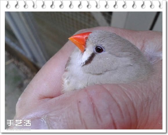 雞舍改造成鳥舍的方法 自制大空間鳥舍DIY教程 -  itrip.net.cn