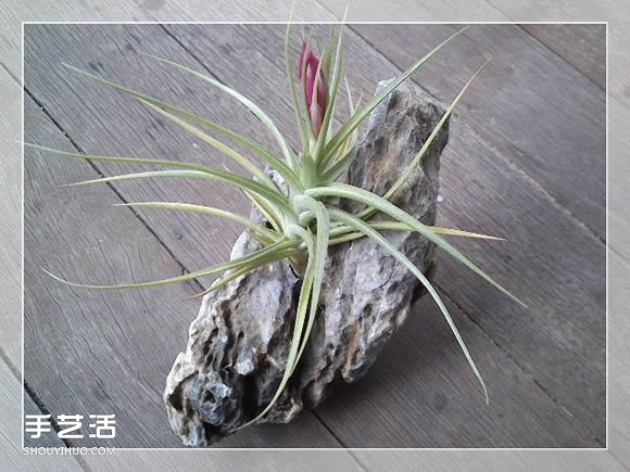 密封玻璃容器盆景DIY 幾乎不要澆水和施肥 -  itrip.net.cn