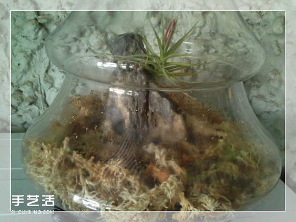 密封玻璃容器盆景DIY 幾乎不要澆水和施肥 -  itrip.net.cn