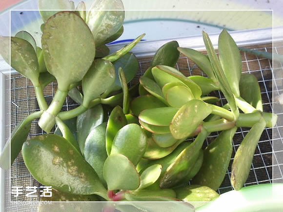 鏡框改造多肉植物花盆 創(chuàng)意多肉花盆DIY方法 -  itrip.net.cn