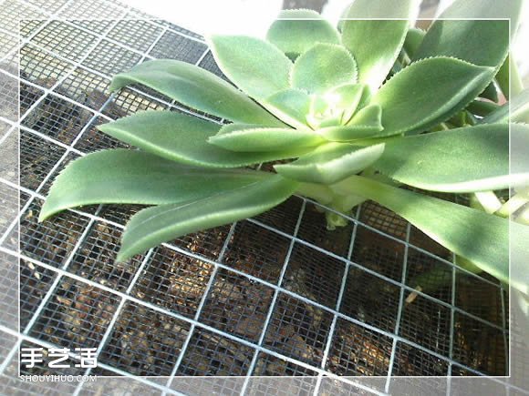 鏡框改造多肉植物花盆 創(chuàng)意多肉花盆DIY方法 -  itrip.net.cn