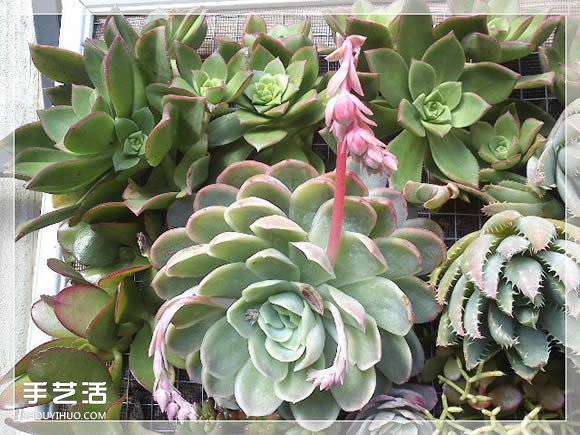 鏡框改造多肉植物花盆 創(chuàng)意多肉花盆DIY方法 -  itrip.net.cn