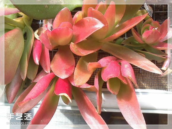 鏡框改造多肉植物花盆 創(chuàng)意多肉花盆DIY方法 -  itrip.net.cn