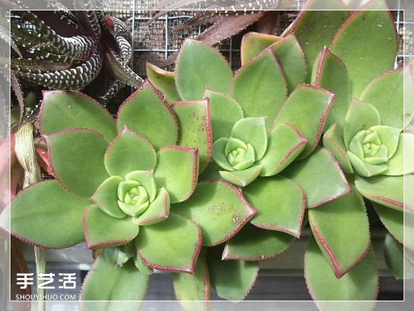 鏡框改造多肉植物花盆 創(chuàng)意多肉花盆DIY方法 -  itrip.net.cn