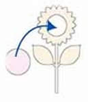幼兒園剪紙向日葵教程 簡單向日葵的剪紙方法 -  itrip.net.cn