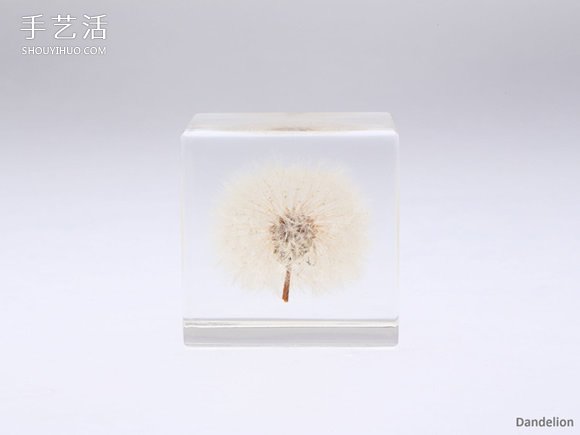 吉村紘一的樹脂標(biāo)本方塊 將大自然封于小宇宙 -  itrip.net.cn