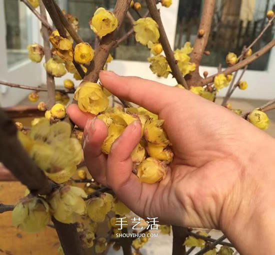 自制蠟梅花蠟燭的方法 鮮花蠟燭禮物DIY制作 -  itrip.net.cn