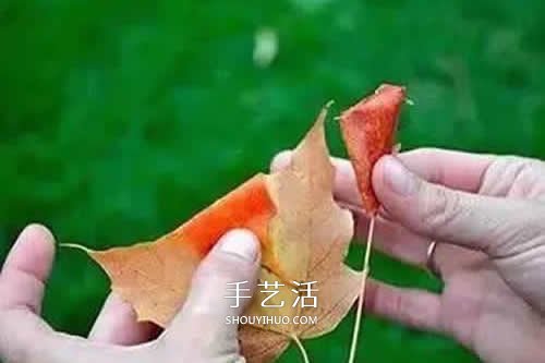 落葉制作玫瑰花圖解 楓葉玫瑰花的做法步驟 -  itrip.net.cn
