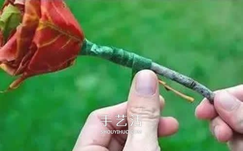 落葉制作玫瑰花圖解 楓葉玫瑰花的做法步驟 -  itrip.net.cn