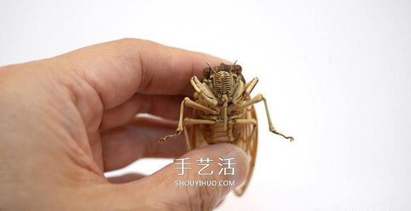 竹子制作的精致昆蟲模型 幾乎和真實(shí)一樣！ -  itrip.net.cn