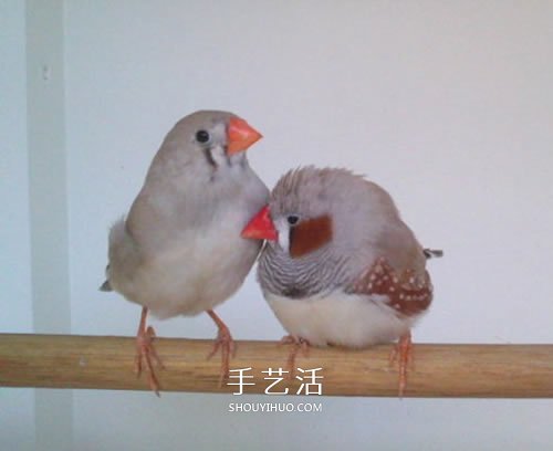 舊書(shū)柜改造鳥(niǎo)柜的過(guò)程 自制木頭鳥(niǎo)柜的方法 -  itrip.net.cn