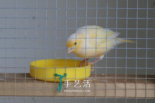 舊書(shū)柜改造鳥(niǎo)柜的過(guò)程 自制木頭鳥(niǎo)柜的方法 -  itrip.net.cn