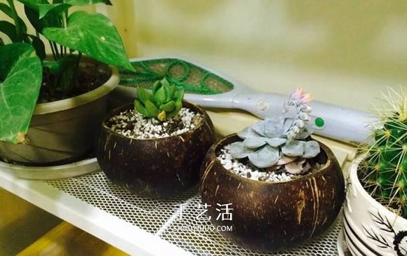 椰子殼可以做什么手工 簡單椰子殼廢物利用DIY -  itrip.net.cn