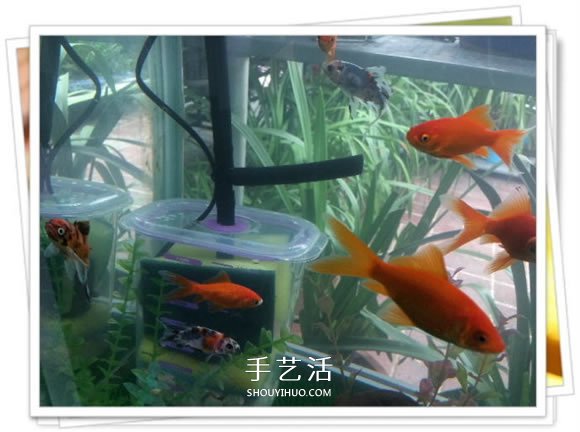 自制魚缸過濾器的方法 幾塊錢就能完成很實(shí)用！ -  itrip.net.cn