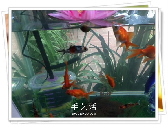 自制魚缸過濾器的方法 幾塊錢就能完成很實(shí)用！ -  itrip.net.cn
