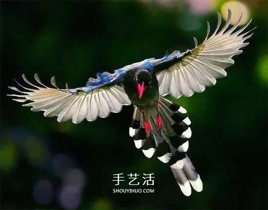 他用鳥毛進行雕刻 百萬人爭相收藏他的作品  -  itrip.net.cn