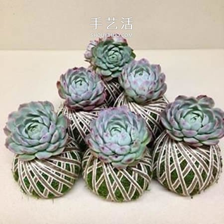 別浪費(fèi)錢(qián)買(mǎi)花盆！用繩子就可以種出美麗多肉 -  itrip.net.cn
