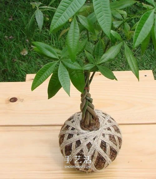 別浪費(fèi)錢(qián)買(mǎi)花盆！用繩子就可以種出美麗多肉 -  itrip.net.cn
