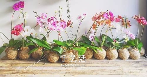 別浪費(fèi)錢(qián)買(mǎi)花盆！用繩子就可以種出美麗多肉 -  itrip.net.cn