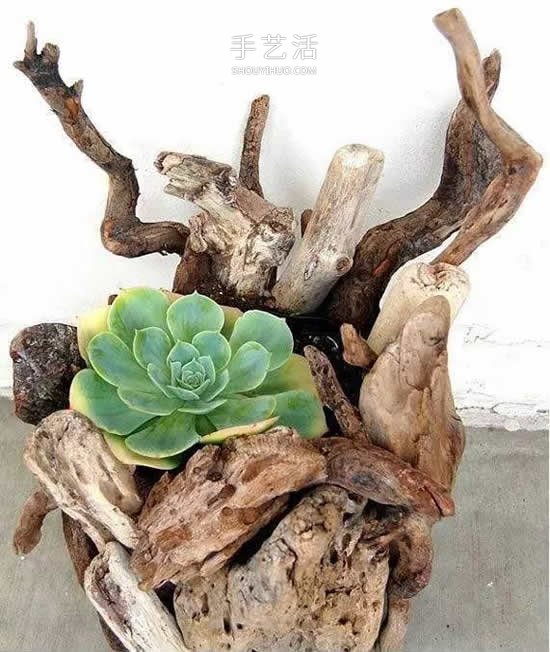 DIY枯木多肉植物盆栽 用枯木做多肉花盆方法 -  itrip.net.cn