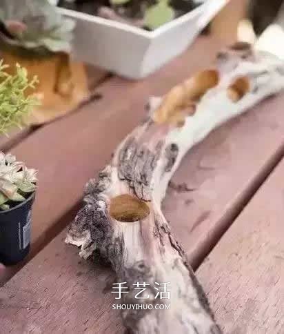 DIY枯木多肉植物盆栽 用枯木做多肉花盆方法 -  itrip.net.cn