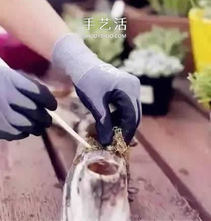 DIY枯木多肉植物盆栽 用枯木做多肉花盆方法 -  itrip.net.cn