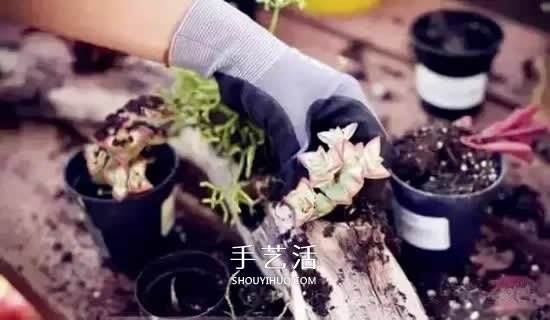 DIY枯木多肉植物盆栽 用枯木做多肉花盆方法 -  itrip.net.cn