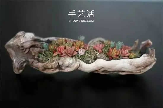 DIY枯木多肉植物盆栽 用枯木做多肉花盆方法 -  itrip.net.cn