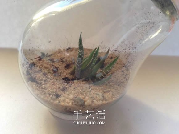 超詳細(xì)燈泡改造教程 自制一個(gè)漂亮微景觀！ -  itrip.net.cn