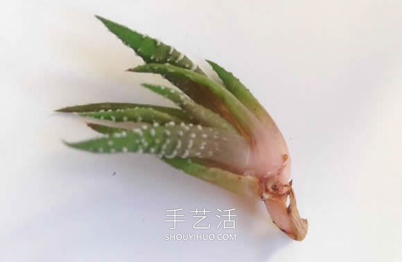 超詳細(xì)燈泡改造教程 自制一個(gè)漂亮微景觀！ -  itrip.net.cn
