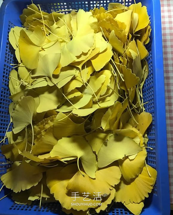 自制銀杏葉玫瑰花的方法圖解教程 -  itrip.net.cn