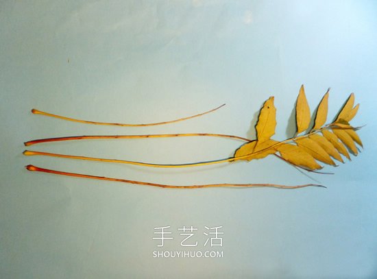 巧用樹葉、桂圓核做創(chuàng)意蜻蜓 -  itrip.net.cn