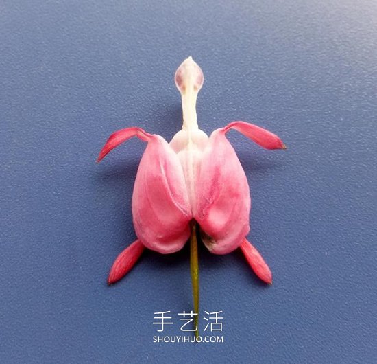 花兒還可以這樣玩！創(chuàng)意讓花兒變得這么有趣 -  itrip.net.cn