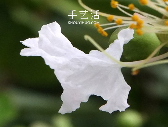 花兒還可以這樣玩！創(chuàng)意讓花兒變得這么有趣 -  itrip.net.cn