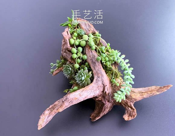 撿回雪松樹干當花盆 DIY制作多肉盆景的方法 -  itrip.net.cn