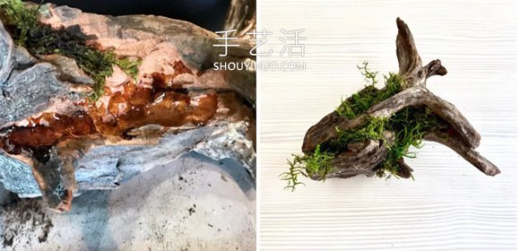 撿回雪松樹干當花盆 DIY制作多肉盆景的方法 -  itrip.net.cn