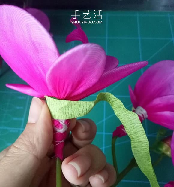 絲網(wǎng)花蝴蝶蘭的制作方法步驟圖解教程 -  itrip.net.cn