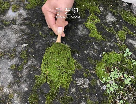 枯木做盆景的造型制作方法 -  itrip.net.cn