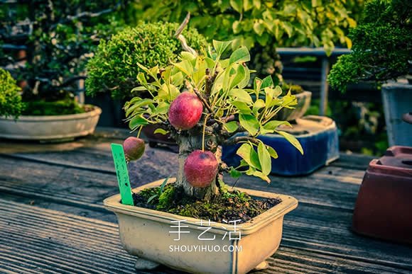迷你盆景樹DIY！可以種植全尺寸的蘋果等水果 -  itrip.net.cn