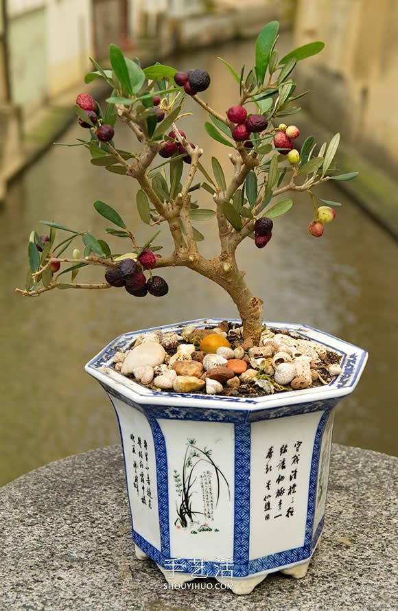 迷你盆景樹DIY！可以種植全尺寸的蘋果等水果 -  itrip.net.cn