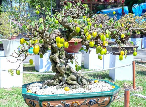 迷你盆景樹DIY！可以種植全尺寸的蘋果等水果 -  itrip.net.cn