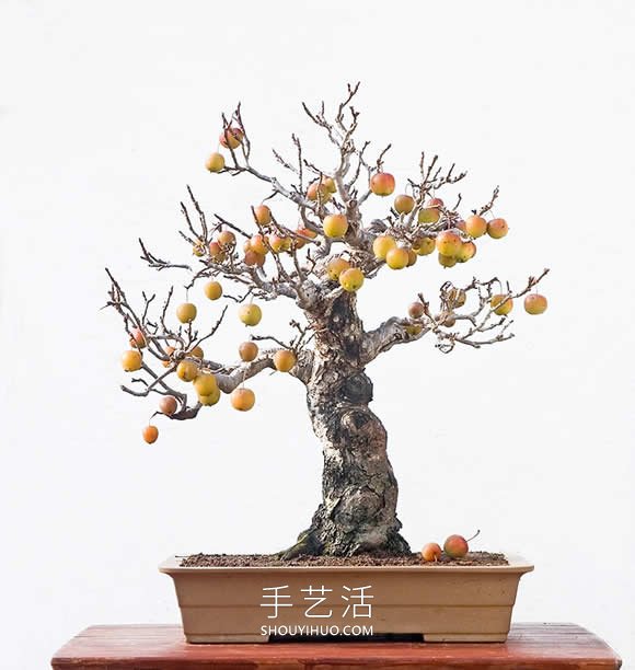 迷你盆景樹DIY！可以種植全尺寸的蘋果等水果 -  itrip.net.cn